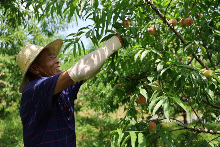 湖南衡山县红脆桃上市 电商助力拓销路_fororder_图片1
