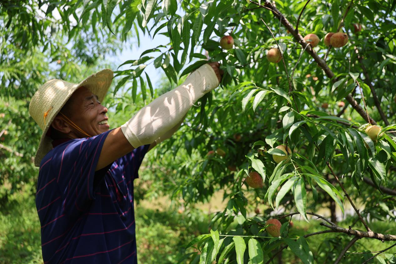 湖南衡山县红脆桃上市 电商助力拓销路_fororder_图片1