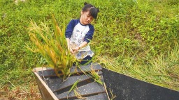 五指山牙胡梯田： 稻浪翻滚庆丰收