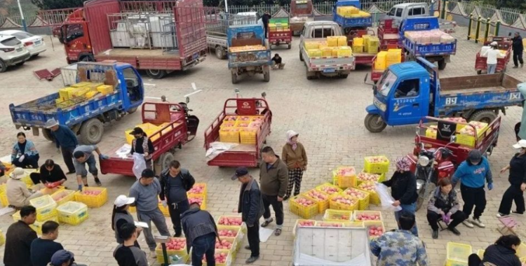 天水秦安莲花镇：党建引领多维发力 苹果产销迎“丰收答卷”_fororder_wechat_2025-10-17_113430_967