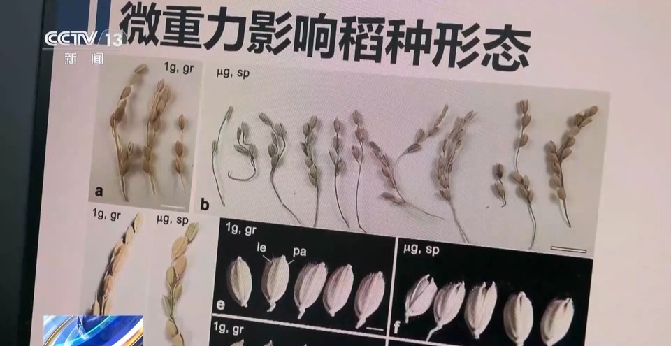 天上的水稻吃起来更甜？一起了解“太空水稻”和普通水稻的不同点