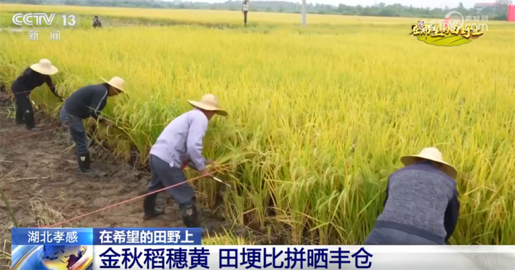 广袤乡村绘就金秋九月好“丰”景 农业现代化成为百姓增收致富“密码”