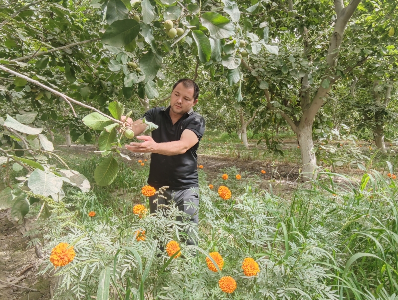 “金果果”鼓起果农“钱袋子”）——新疆喀什核桃产业发展见闻