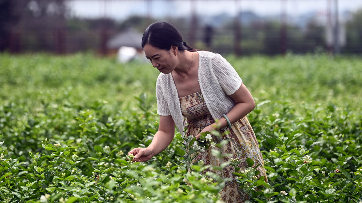 宝藏之城丨这座小城的茉莉花香飘世界