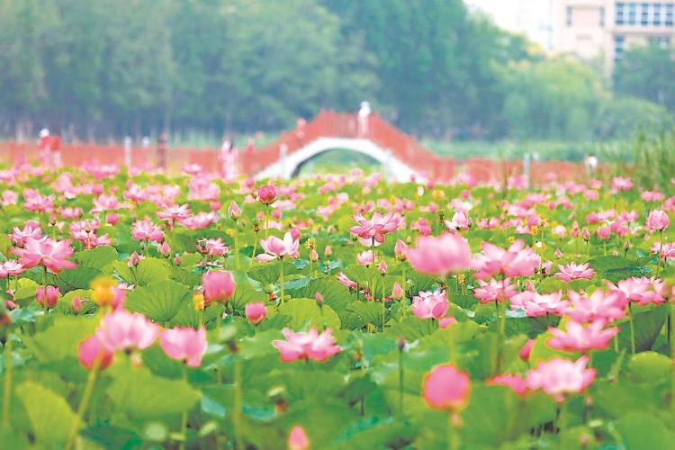 安徽合肥：夏日赏荷正当时