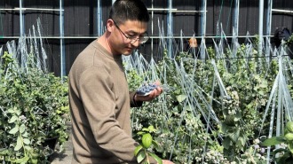 甘肃张家川县蓝莓抢“鲜”上市迎丰收