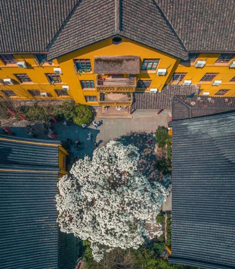 文化中国行·文博日历丨早春玉兰开 一起到全国古迹去追花（附打卡攻略）