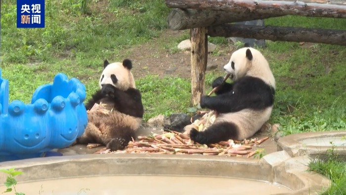 视频丨圈养大熊猫为什么小时候可以生活在一起 长大后会独居？
