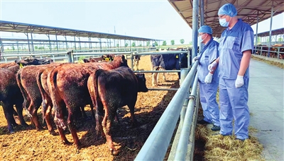 3110头澳大利亚种牛抵达天津港_fororder_p5_b