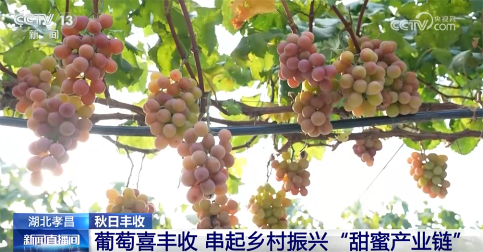 特色产业绘就秋日好“丰”光 果蔬飘香激活乡村振兴“新引擎”