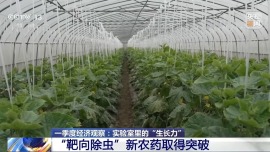 视频丨育种提速、新农药突破 “大国粮仓”再添硬核底气