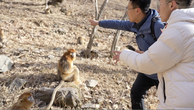 新春走基层丨秦岭深处护林人