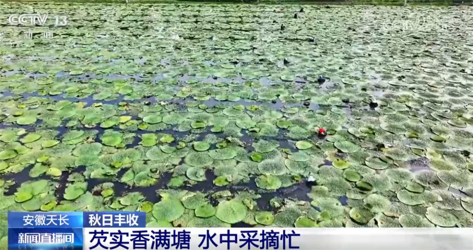 特色产业绘就秋日好“丰”光 果蔬飘香激活乡村振兴“新引擎”