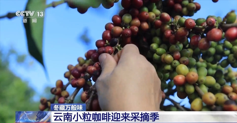 视频丨一粒豆一颗柑 中国味道饮品里藏着“绿色致富密码”