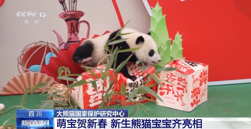 萌宝贺新春 25只新生熊猫宝宝齐亮相