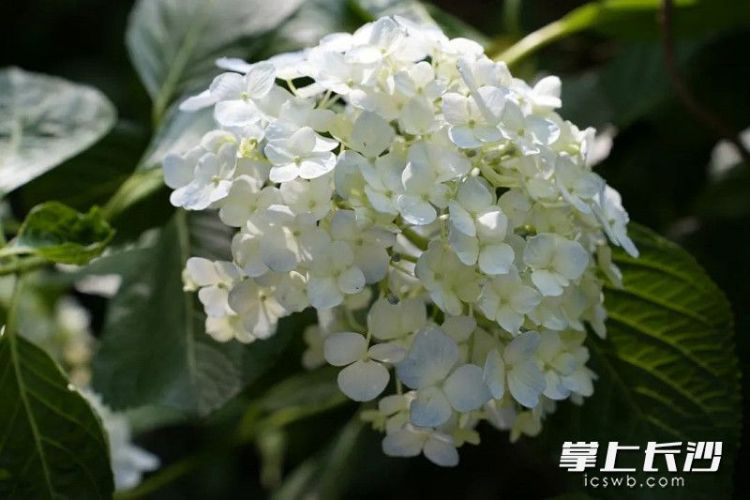 组图｜满园绣球花 等你来打卡_fororder_4