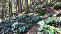 湖南新宁生态“沃土”育出林下经济“增收链”