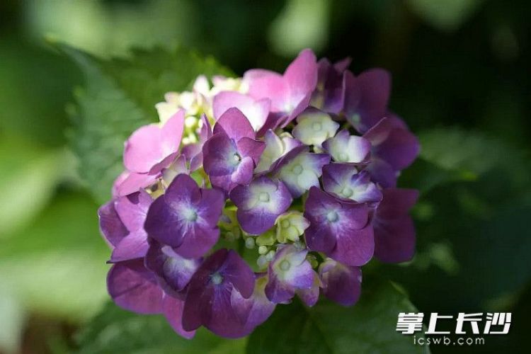 组图｜满园绣球花 等你来打卡_fororder_2