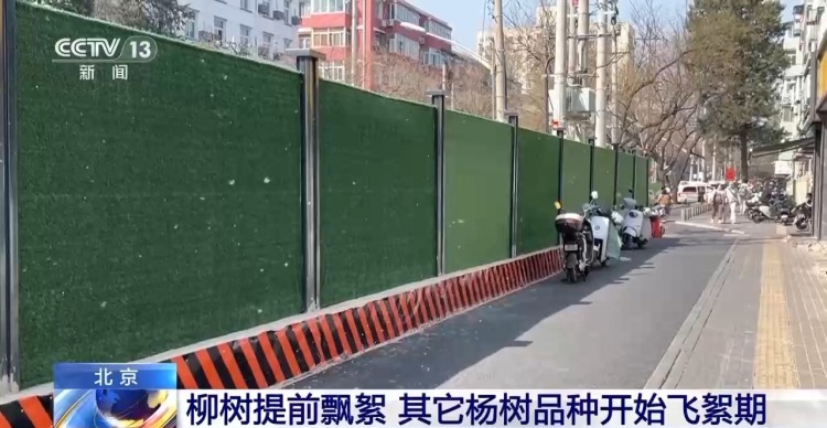 受大风天气影响 北京毛白杨飞絮期较往年提前一周结束