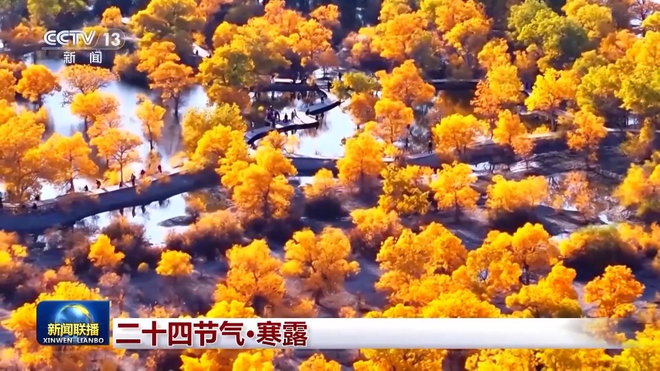 文化中国行丨二十四节气·寒露 白云红叶 菊有黄华
