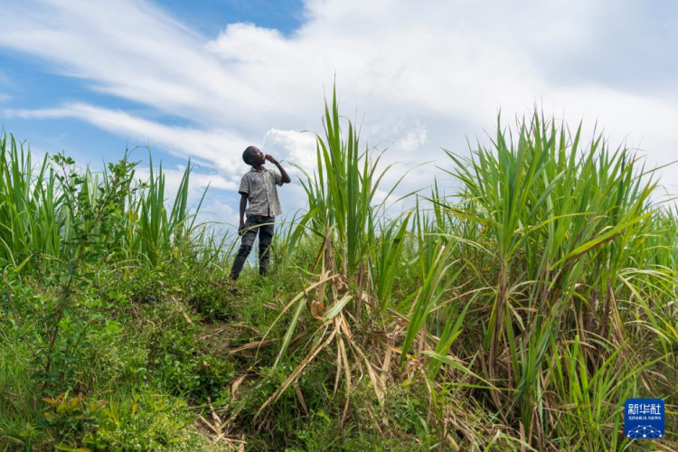 在肯尼亚，有条“蔗糖之路”