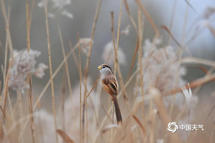 “鸟中大熊猫”震旦鸦雀现身北京奥森公园
