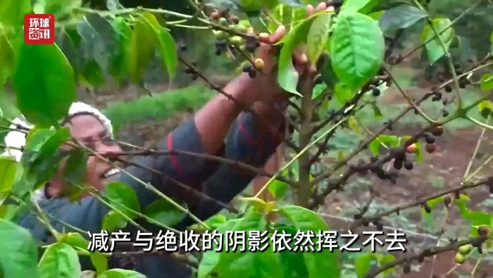 听鉴世界｜反常气候冲击肯尼亚咖啡种植与畜牧业