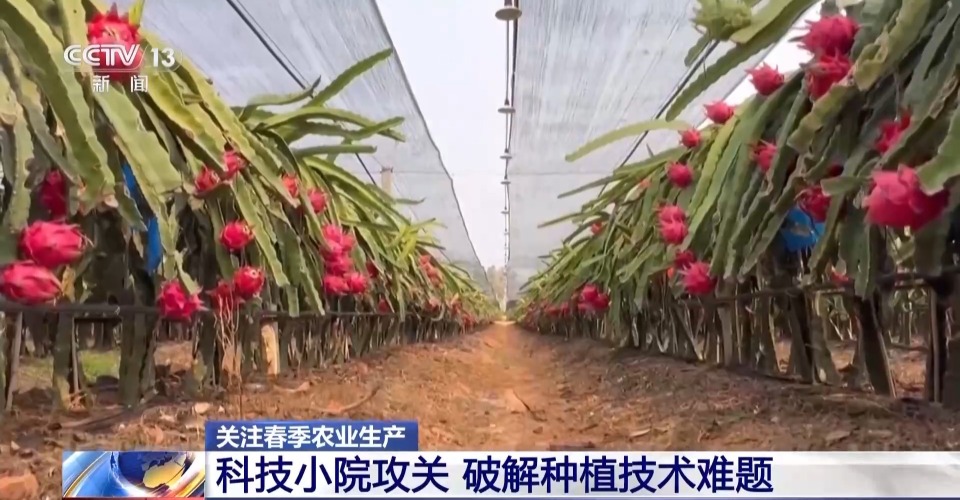 打造“田间实验室” 海南科技小院破解热带水果种植难题