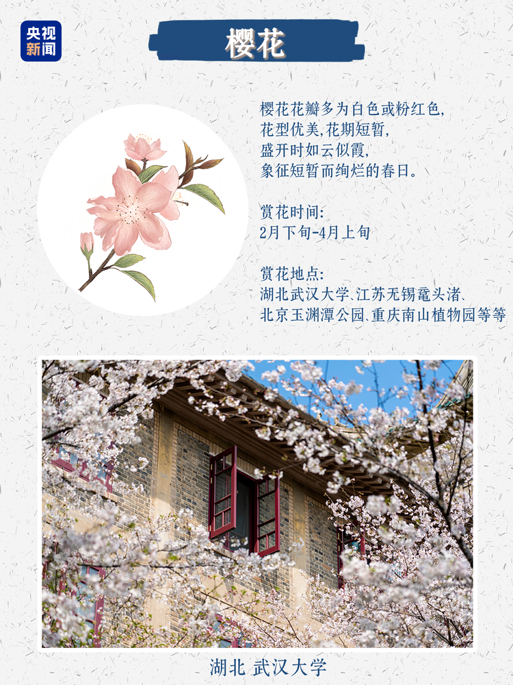 春日限定浪漫！没有什么是这些花不能治愈的