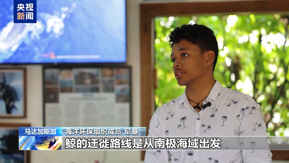 马达加斯加圣玛丽岛鲸群上演“海上大迁徙”