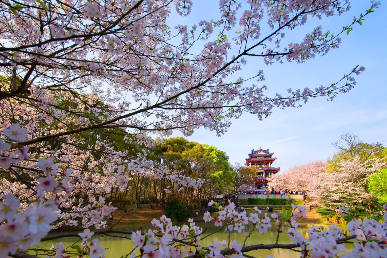 Hello, World! This is Yuantouzhu, China’s Premier Cherry Blossom Viewing Resort!_fororder_2