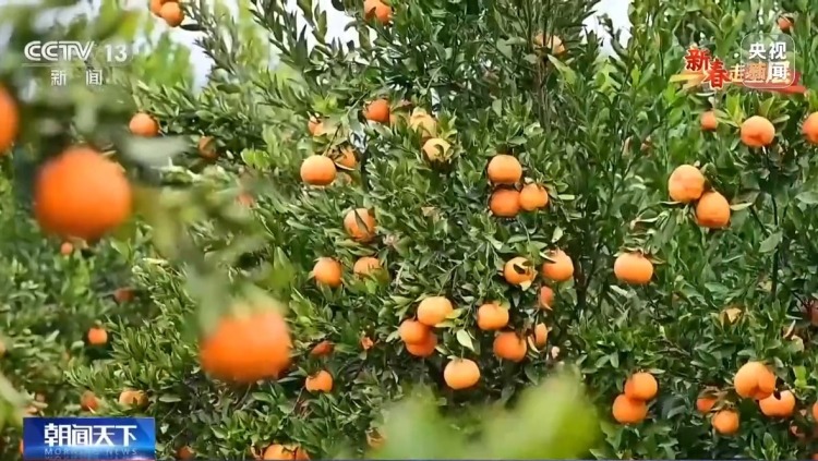 新春走基层丨把传统集市搬到线上 他们让农产品走出大山