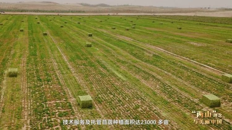 “两山”理念与美丽中国丨塔克拉玛干边缘，种出万亩“致富草”