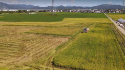 黄山市徽州区：稻花伴金浪 再生稻头茬开镰忙