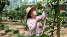 汇聚六大洲同纬度优质果种，孕育湖南水果产业新未来