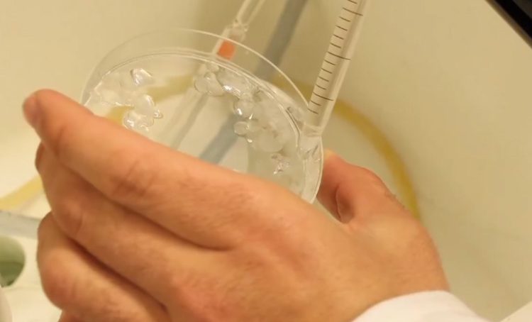 西班牙研究人员利用鱼鳞研发人工角膜 或为角膜患者重见光明带来希望