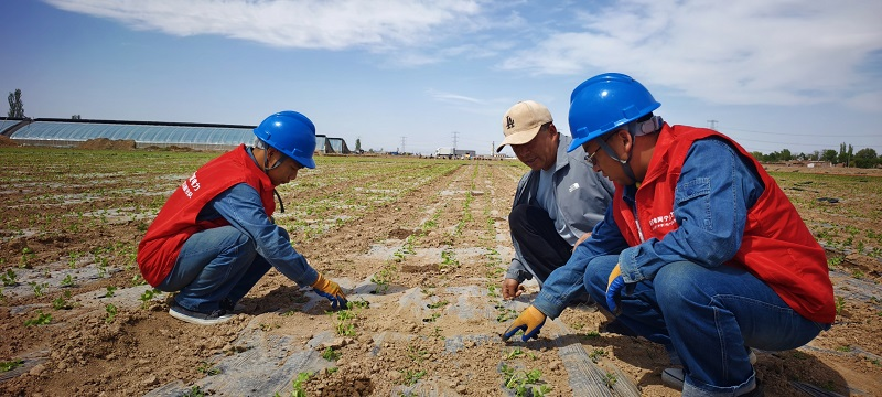 State Grid Shizuishan Power Supply: Empowering High-Standard Farmland with Electricity to Safeguard Grain Security_fororder_图片10