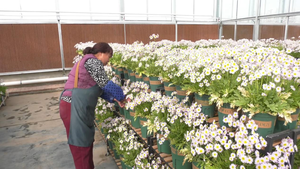 Successful Cultivation of the Endangered Qinling Primula filchnerae in Fuping County, Weinan, Shaanxi_fororder_图片4