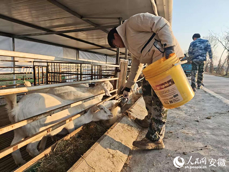 新春走基层丨村里来了“羊博士”