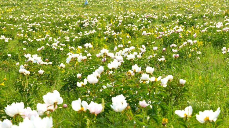 额尔古纳市：芍药花开引客来_fororder_1
