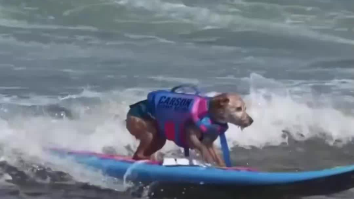 世界狗狗冲浪锦标赛 萌犬大展风采_fororder_图片1