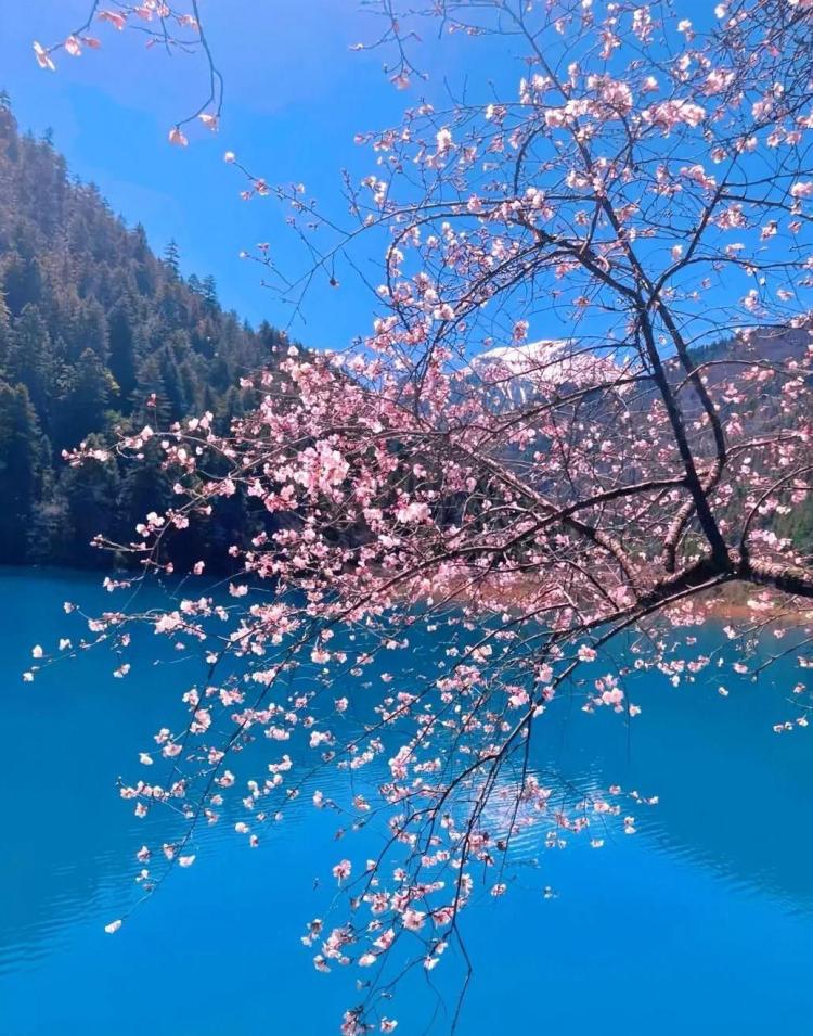 春天的云南宛如调色盘~送你一份超浪漫的《赏花图鉴》
