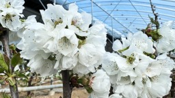 张家川县：樱花翩跹迎新春