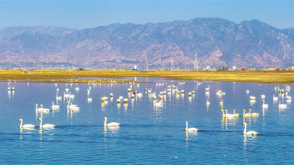 候鸟共秋舞翩跹