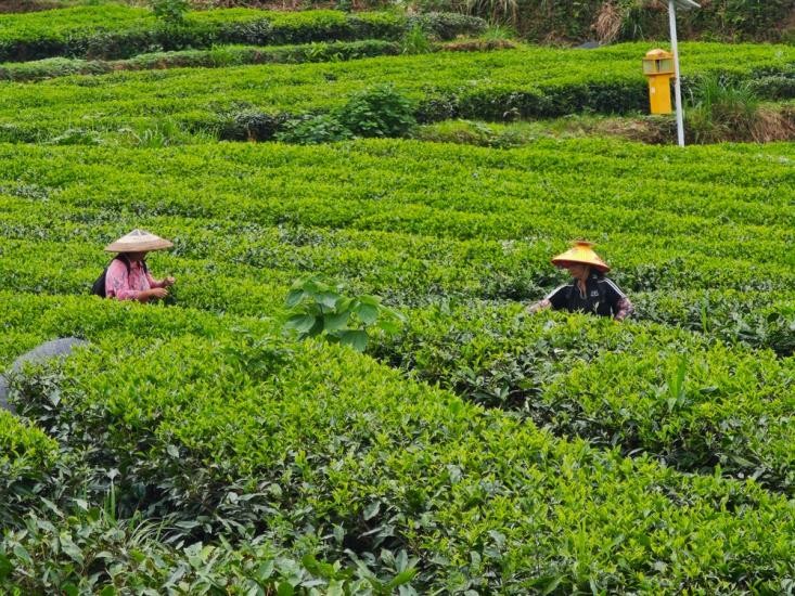 「茶葉智造」新パラダイム貴州抹茶の香り漂う世界_fororder_图片4