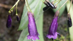 湖南南山国家公园候选区发现植物新种“南山马铃苣苔”