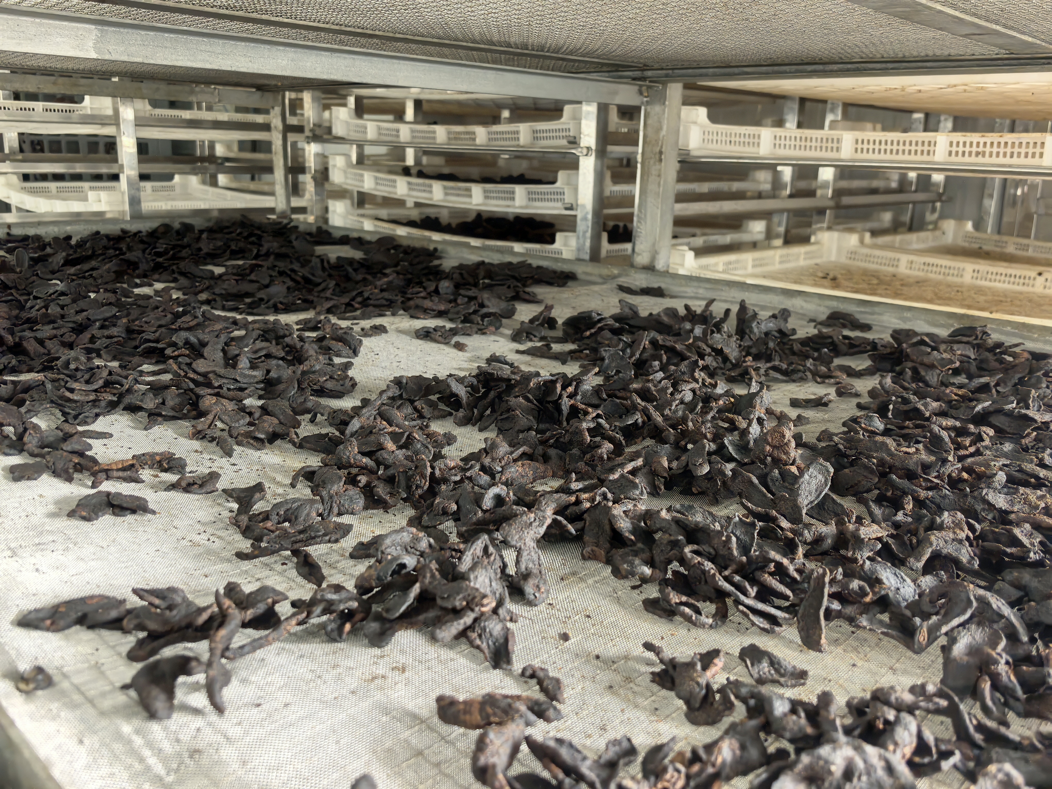 新质生产力在湖南|科技富产业 林下兴“黄金”