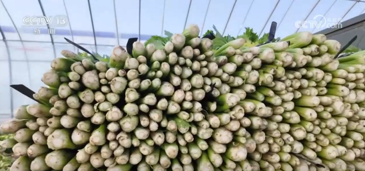 各地冬日果蔬供应量足价稳 丰富节日期间百姓“菜篮子”“果盘子”