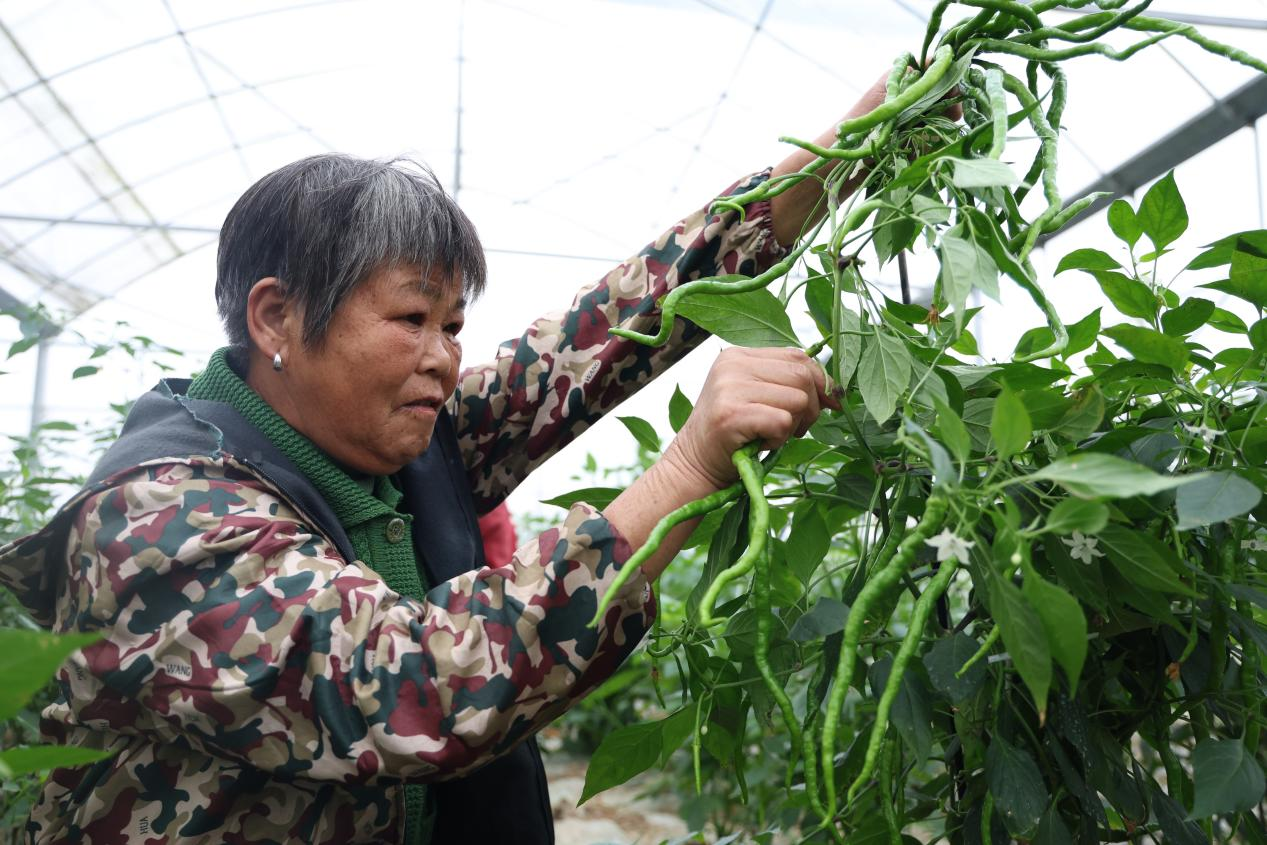 湖南衡山县秋延后辣椒批量上市_fororder_图片1
