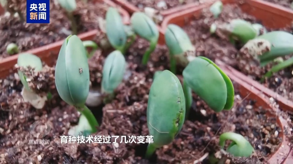 焦点访谈丨筑牢大国粮仓 中国人的饭碗端得更牢更稳